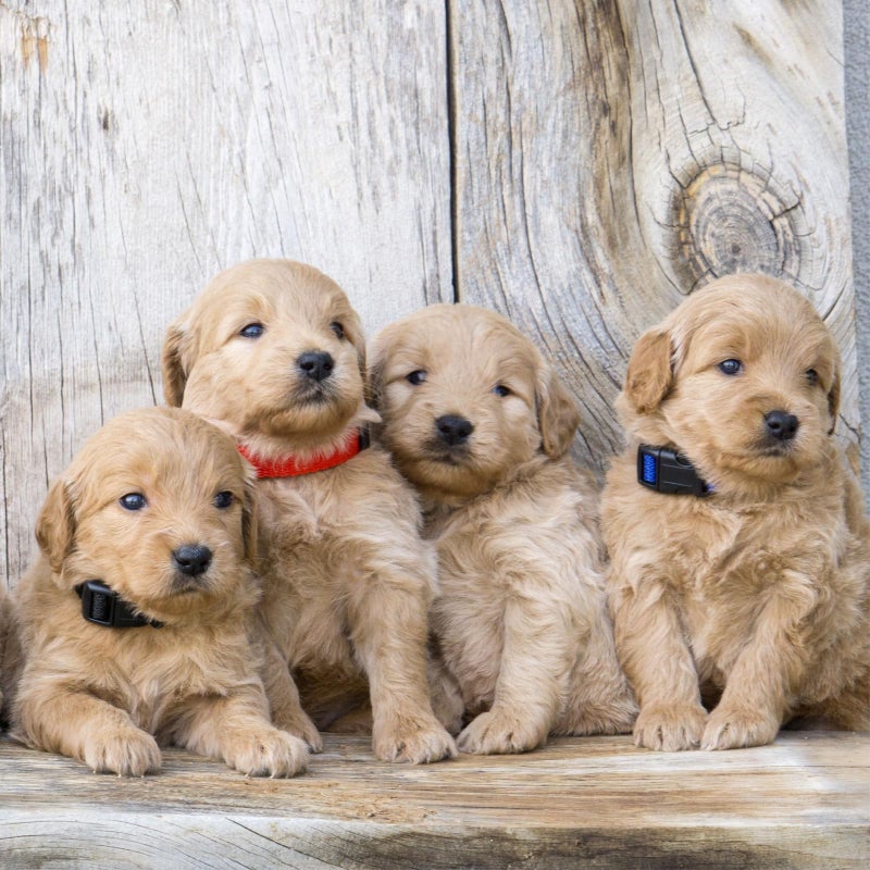Okuna Outpost Puppy Collars - Quick-Release Buckle - Color-Coded Adjustable Puppy ID Collar - 6.5-10 in, Multicolor, Pack of 16 - Image 4